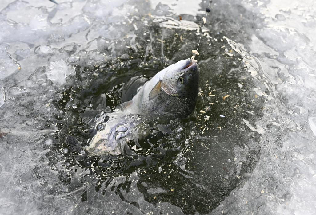Rybář loví pstruha na dírkách na zamrzlém rybníku Halda, 7. ledna 2026, Boršice, Uherskohradišťsko.