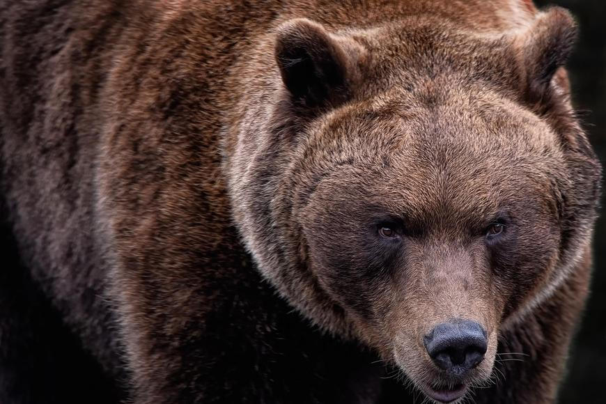 Grizzly mu byl přednější než život. Osudná chyba muže, který věřil, že se stal medvědem