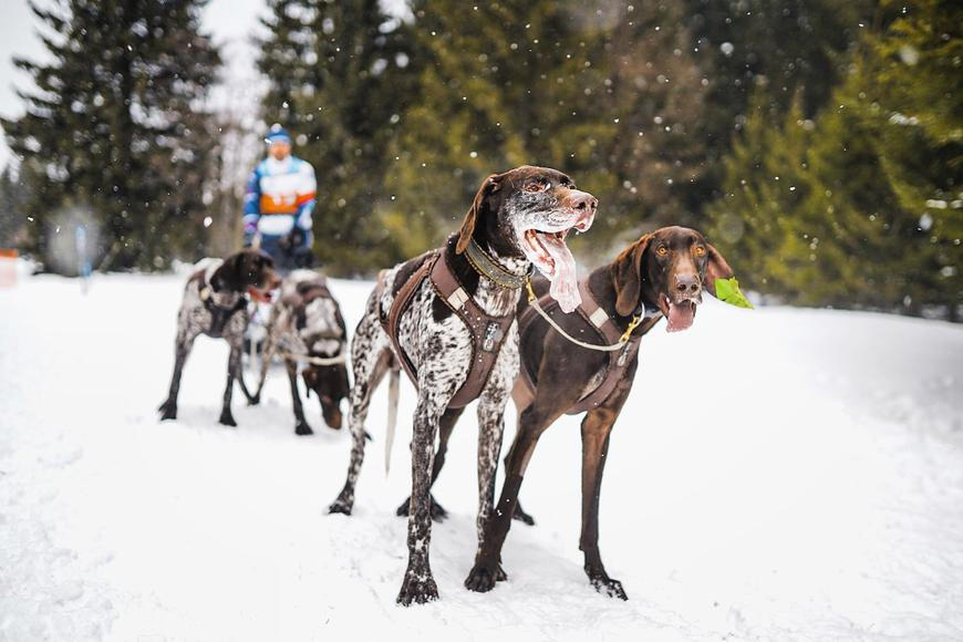 Chladné noci, horké účty za veterinu: mráz může zvířatům uškodit víc, než si myslíte