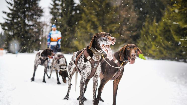 Odborníci varují, že psi chovaní vevnitř nemají srst přizpůsobenou pro pobyt venku. 