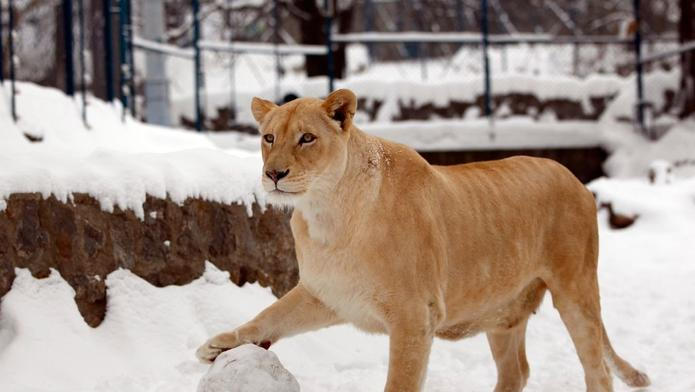 Zvířecí říše v zimě 2012