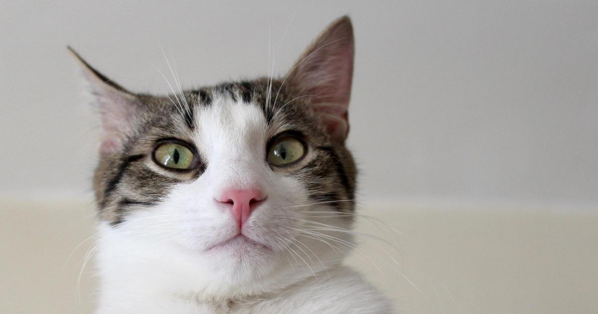 Povinné čipování koček i větší ochrana mazlíčků. EU schválila nová pravidla