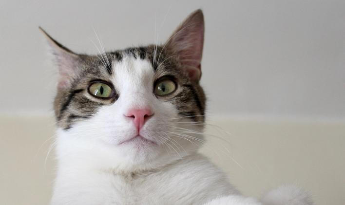 Kočky nejsou našimi „chlupatými dětmi“. Jsou spíše svébytnými spolubydlícími, kteří s námi sdílejí prostor, ale zůstávají plně sami sebou.