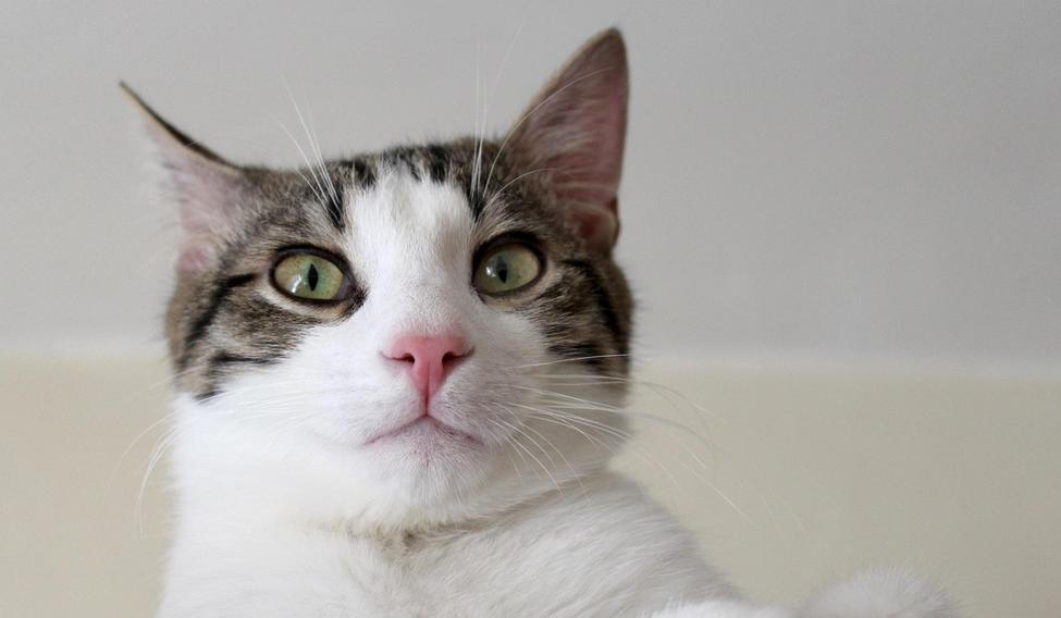 Kočky nejsou našimi „chlupatými dětmi“. Jsou spíše svébytnými spolubydlícími, kteří s námi sdílejí prostor, ale zůstávají plně sami sebou.