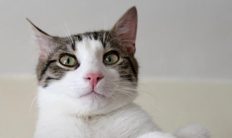 Kočky nejsou našimi „chlupatými dětmi“. Jsou spíše svébytnými spolubydlícími, kteří s námi sdílejí prostor, ale zůstávají plně sami sebou.