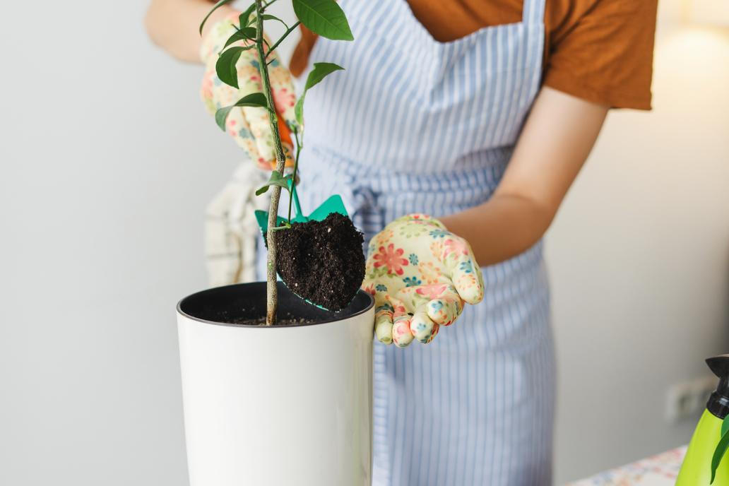 Woman,Gardener,Carefully,Planting,Soil,Around,A,Houseplant,In,A