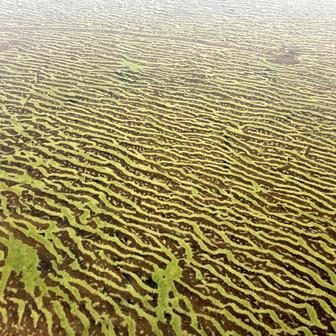 Lipenský fenomén: český zelený led míří do vědeckých učebnic
