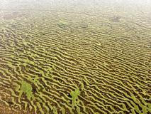 Lipenský fenomén: český zelený led míří do vědeckých učebnic