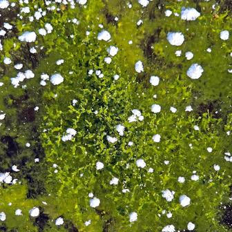 Lipenský fenomén: český zelený led míří do vědeckých učebnic