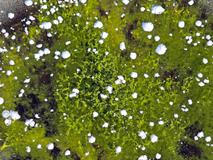 Lipenský fenomén: český zelený led míří do vědeckých učebnic