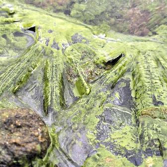 Lipenský fenomén: český zelený led míří do vědeckých učebnic