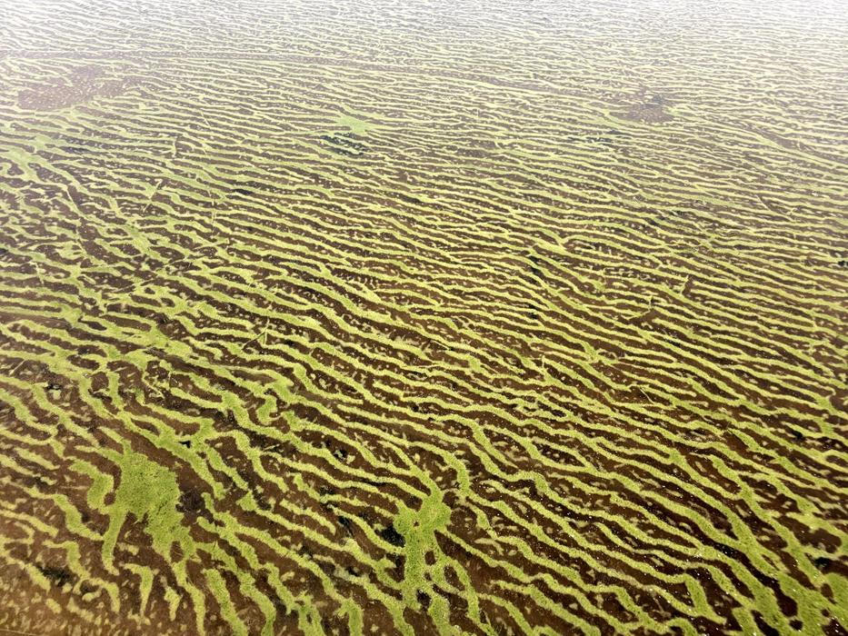 Lipenský fenomén: český zelený led míří do vědeckých učebnic