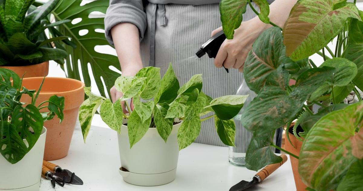 Bílý povlak v květináči