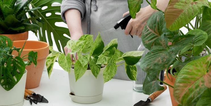 Bílý povlak v květináči