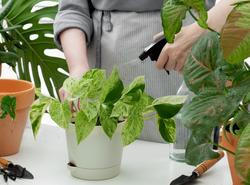 Bílý povlak v květináči