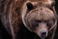 Timothy Treadwell trávil třináct let každé léto mezi grizzly medvědy v aljašské divočině, kde se snažil bourat jejich strašlivou pověst. Ilustrační foto