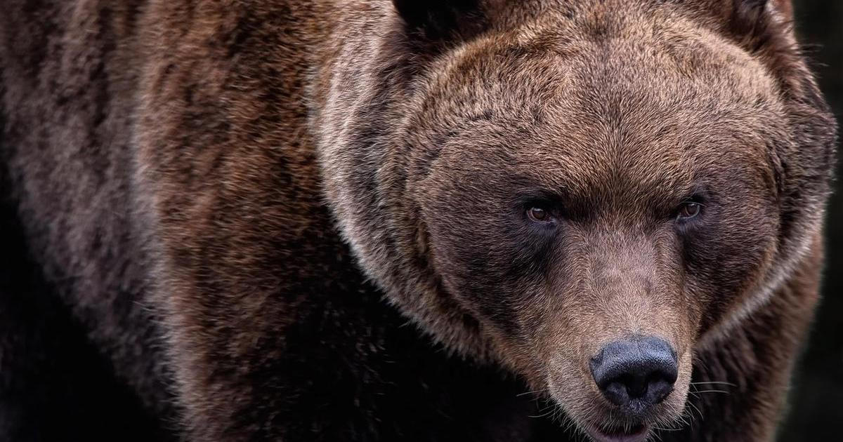 Grizzly Bear Obsession: A Fatal Mistake – Aktuálně.cz