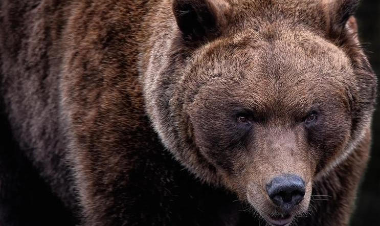 Medvídě, které se zamotalo do sítě, zatímco jeho matka a sourozenci prchali před cyklisty u Ružomberku na severu Slovenska, našlo nový domov v zoologické zahradě u hradu Bojnice. Ilustrační foto