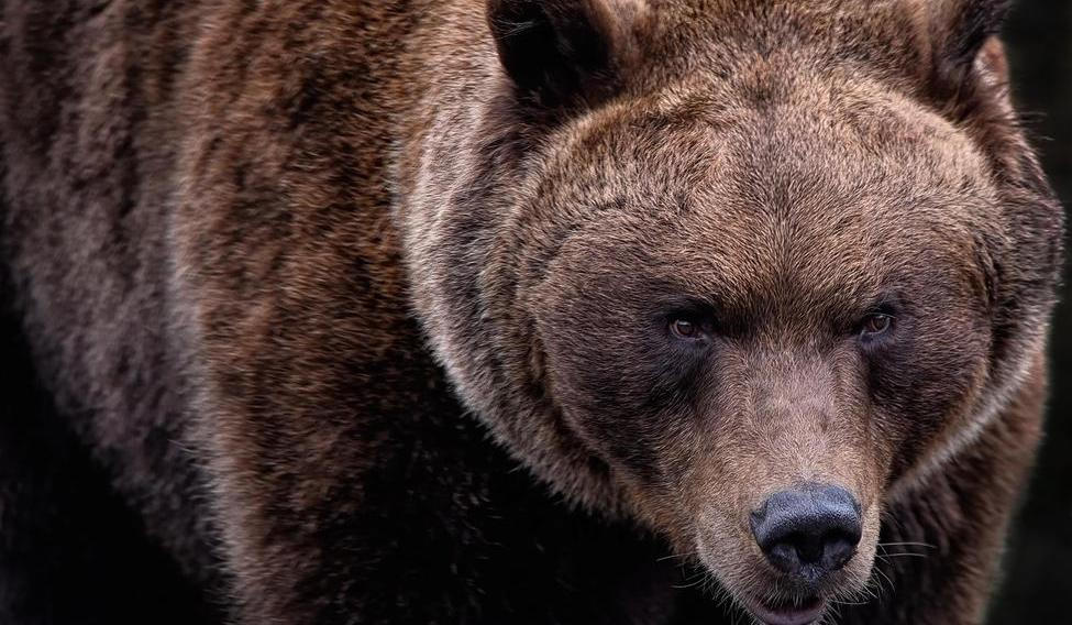 Medvídě, které se zamotalo do sítě, zatímco jeho matka a sourozenci prchali před cyklisty u Ružomberku na severu Slovenska, našlo nový domov v zoologické zahradě u hradu Bojnice. Ilustrační foto