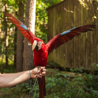 Zatoulaný papoušek sehraje v komedii Nečekané léto zásadní roli.