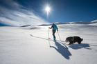 Girl,Makes,Ski,Mountaineering,With,His,Dog,In,A,Fairy-tale