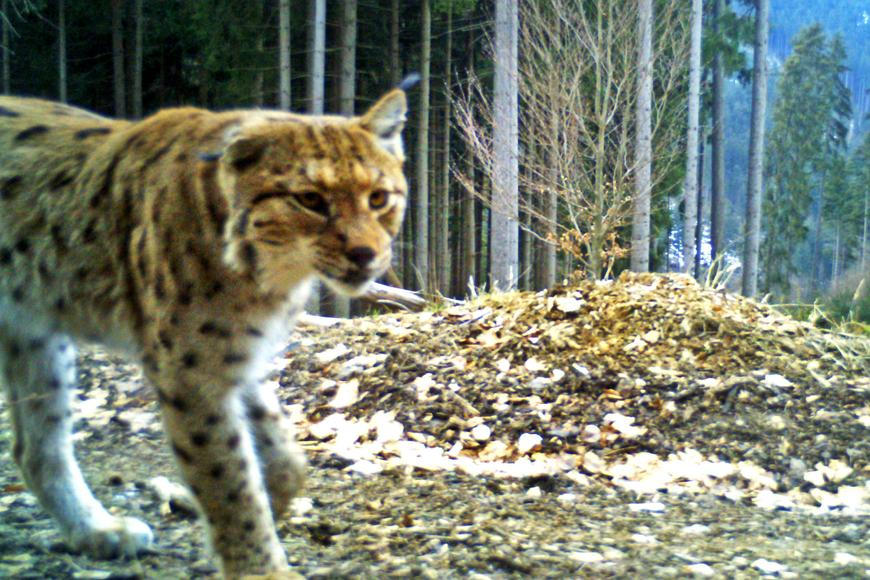 Rys Lukáš se toulá Beskydami, Žikmund hlídá Javorníky. Kdo další našel domov v horách?
