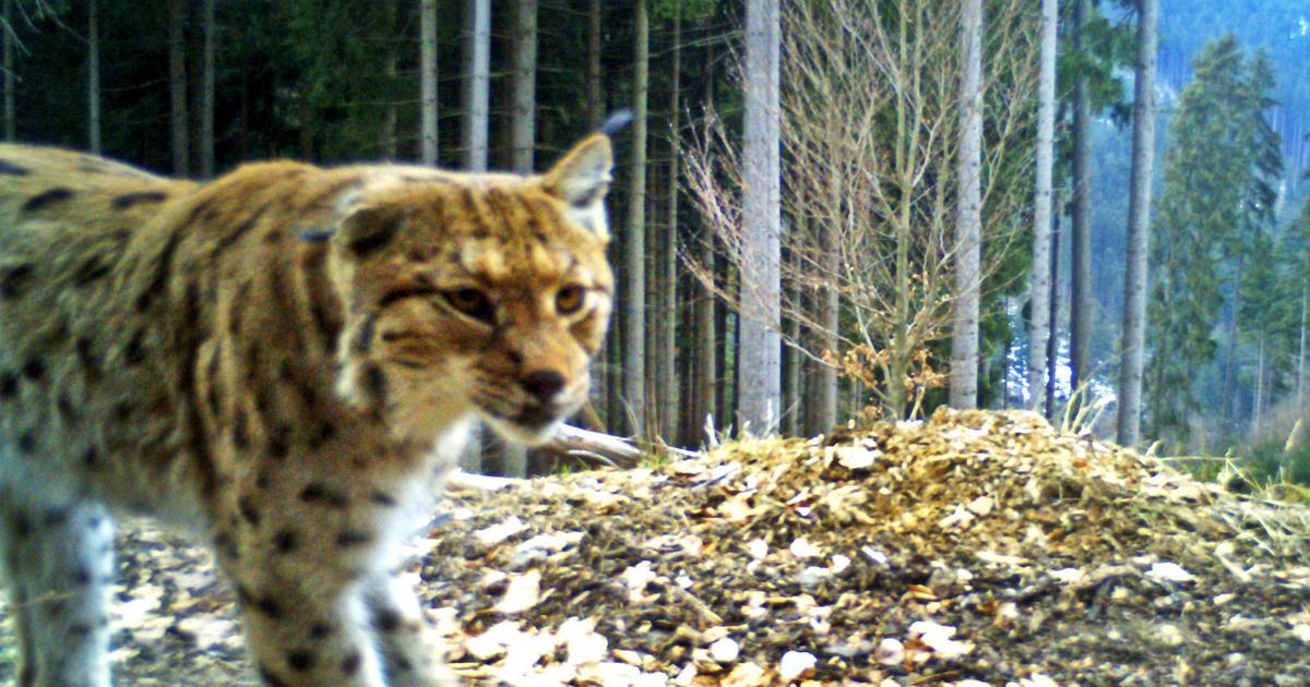 Rys Lukáš se toulá Beskydami, Žikmund hlídá Javorníky. Kdo další našel domov v horách?