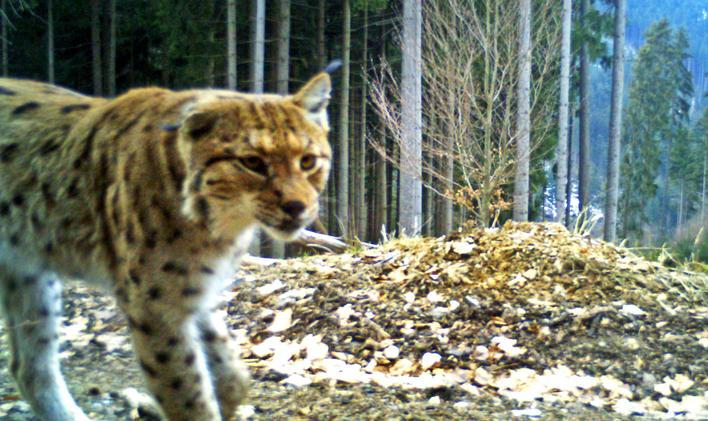 Rys Žikmund - Javorníky