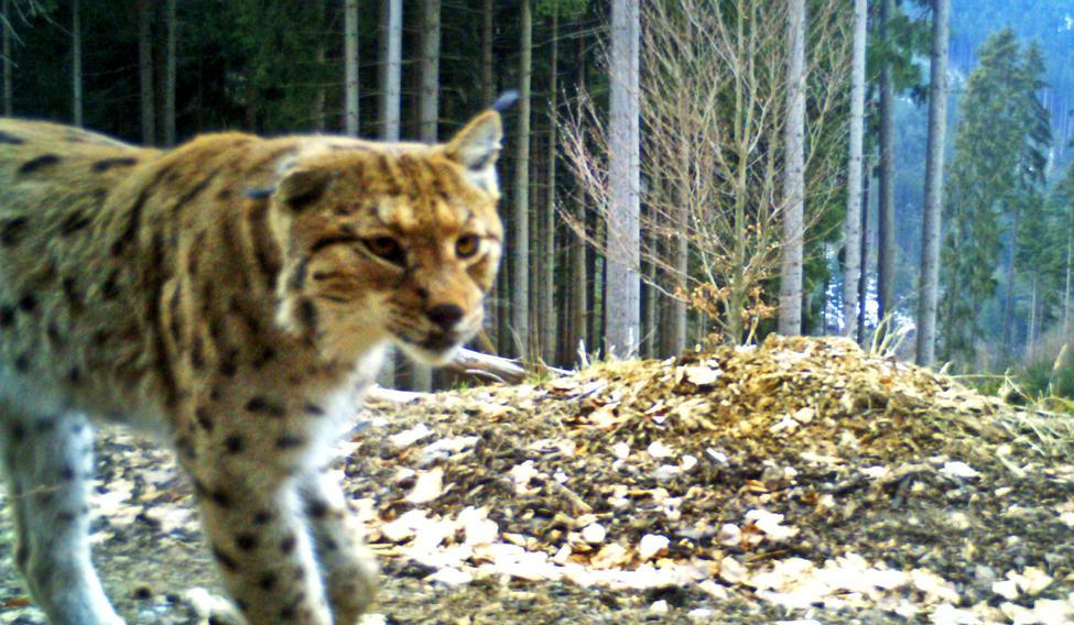 Rys Žikmund - Javorníky