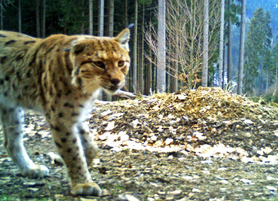 Rys Žikmund – Javorníky