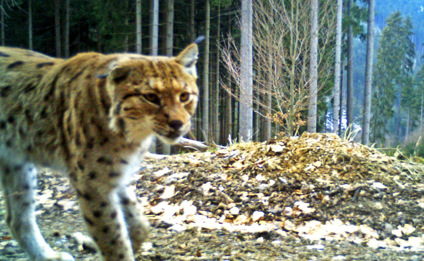 Rys Žikmund - Javorníky