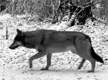 Vlčice – Vsetínské Beskydy