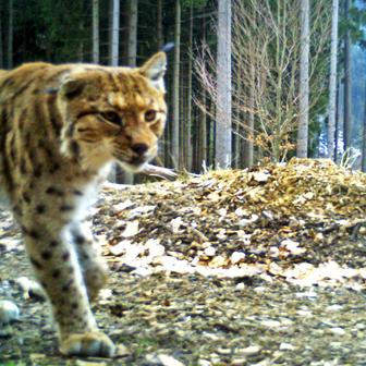 Rys Žikmund – Javorníky