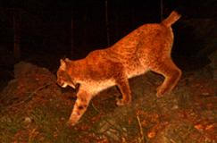 Rys František – Moravskoslezské Beskydy