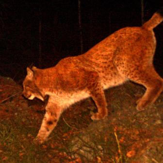 Rys František – Moravskoslezské Beskydy