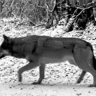 Vlčice – Vsetínské Beskydy