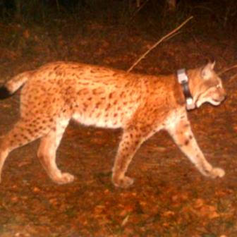 Rys Lukáš – Moravskoslezské Beskydy