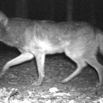 Vlk – Bílé Karpaty