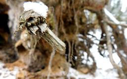 Rysí srst – Javorníky 