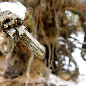 Rysí srst – Javorníky 