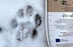 Rysí stopa – Beskydy 