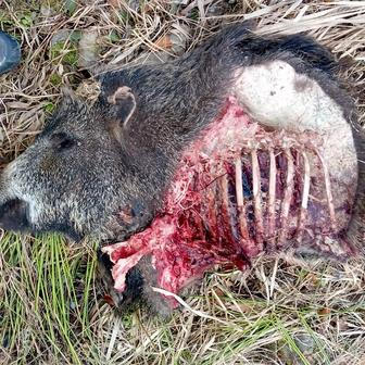 Vlčí kořist – Javorníky 