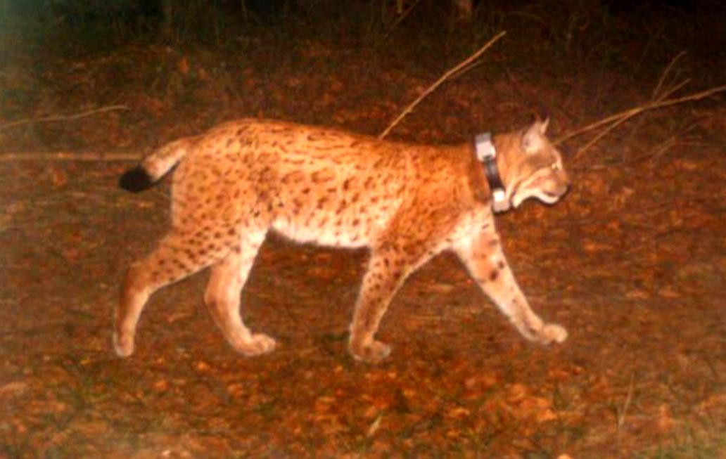 Rys Lukáš – Moravskoslezské Beskydy