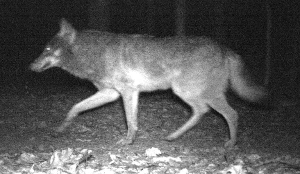 Vlk – Bílé Karpaty