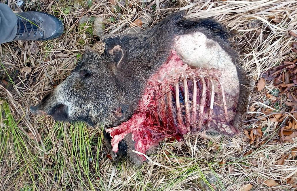 Vlčí kořist – Javorníky 