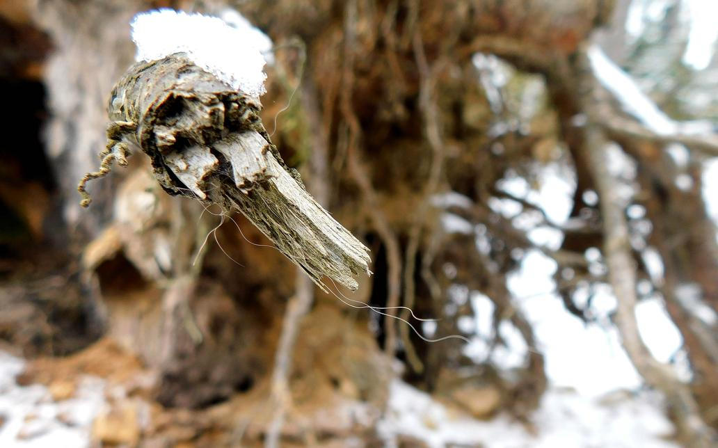 Rysí srst – Javorníky 