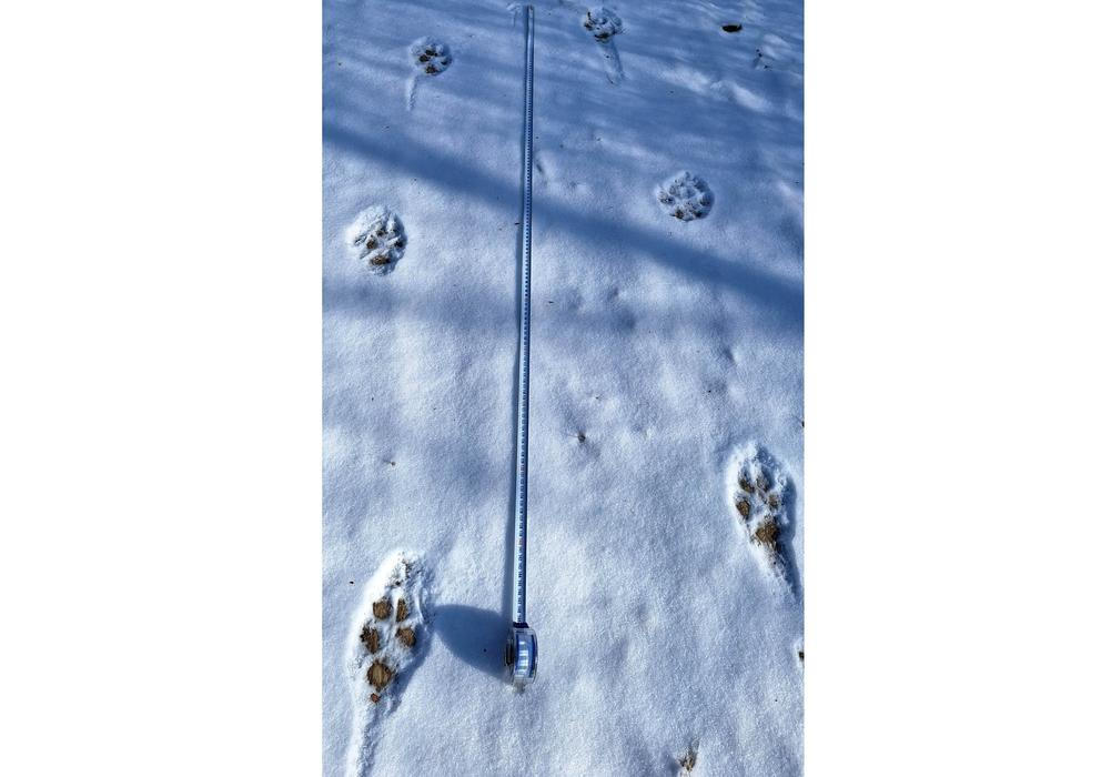 Vlčí stopní dráha – Vsetínské Beskydy