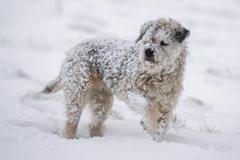 pes, borderteriér, Uma, fena, sníh