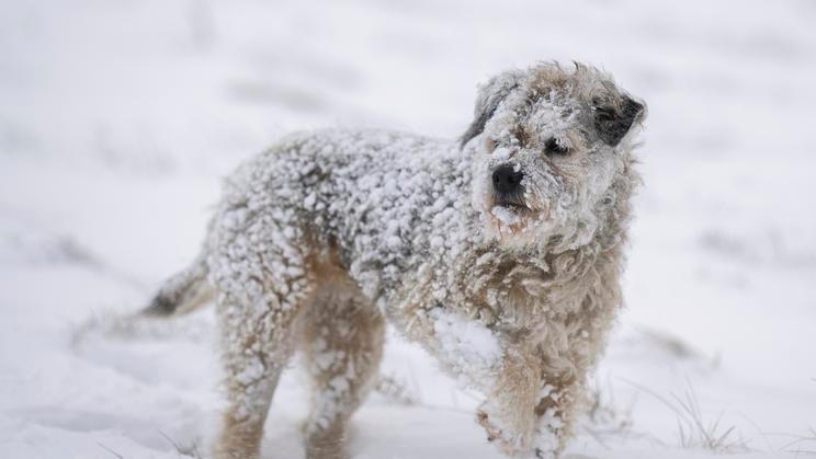 pes, borderteriér, Uma, fena, sníh