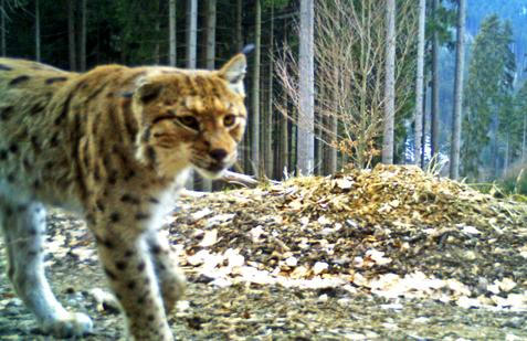 Rys Žikmund – Javorníky